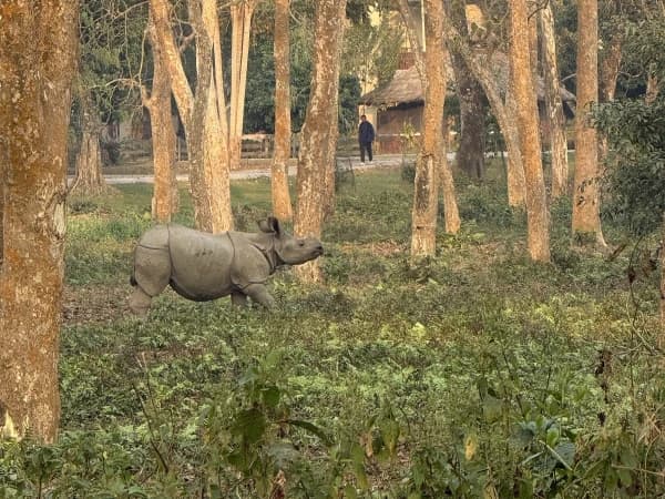 Jungle Safari In Nepal