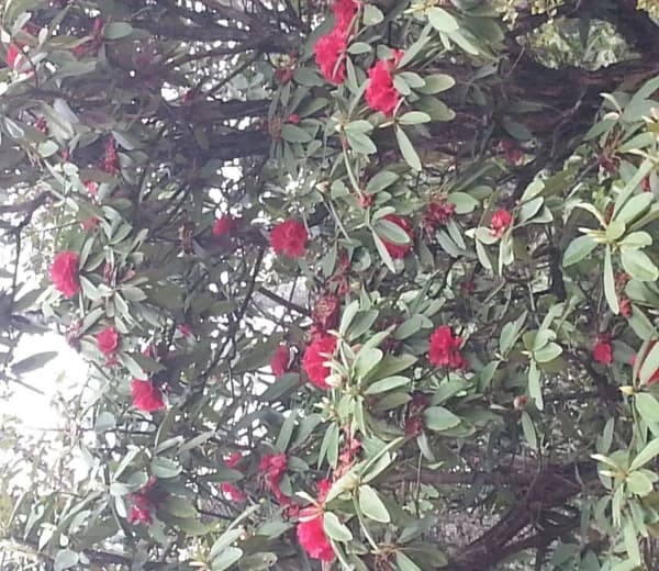 Short and Easy Trek in Nepal