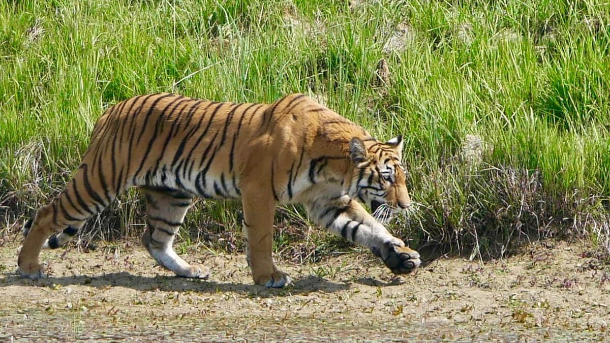 Bardia Safari 04 Nights 05 days