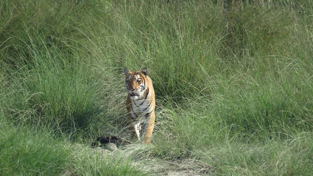 Suklaphanta Wildlife Reserve Tour