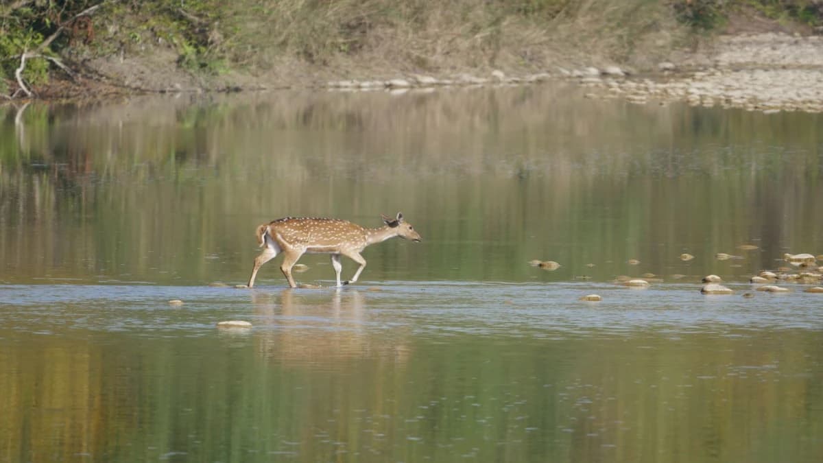 Kathmandu Chitwan Tour