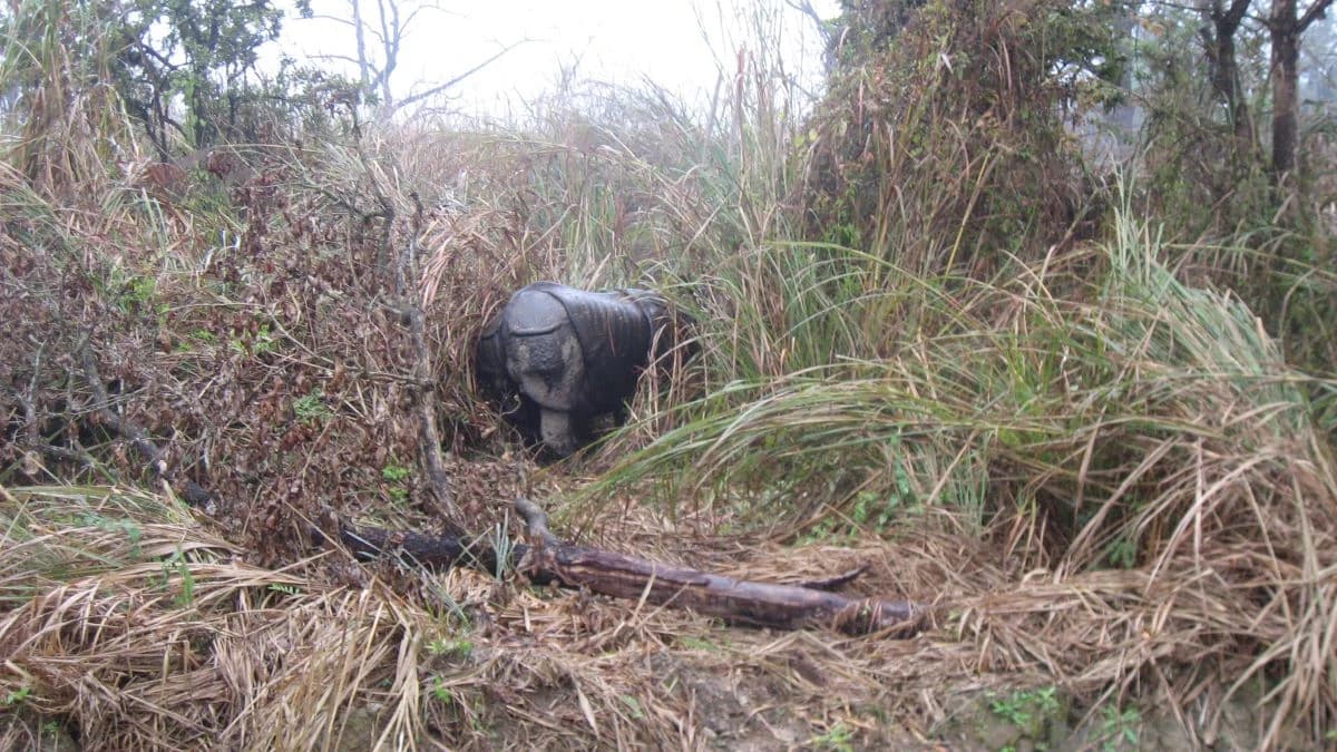 Chitwan Jungle Safari Tour 2 Night 3 Days Package