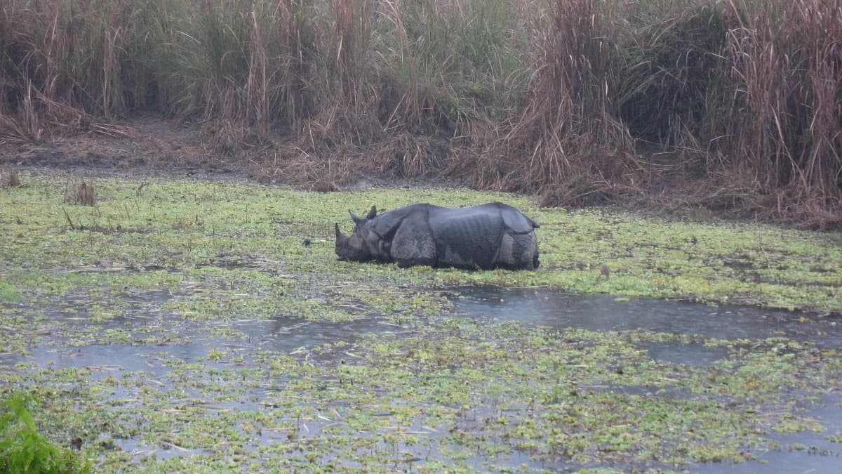 Jungle Safari Tour in Nepal