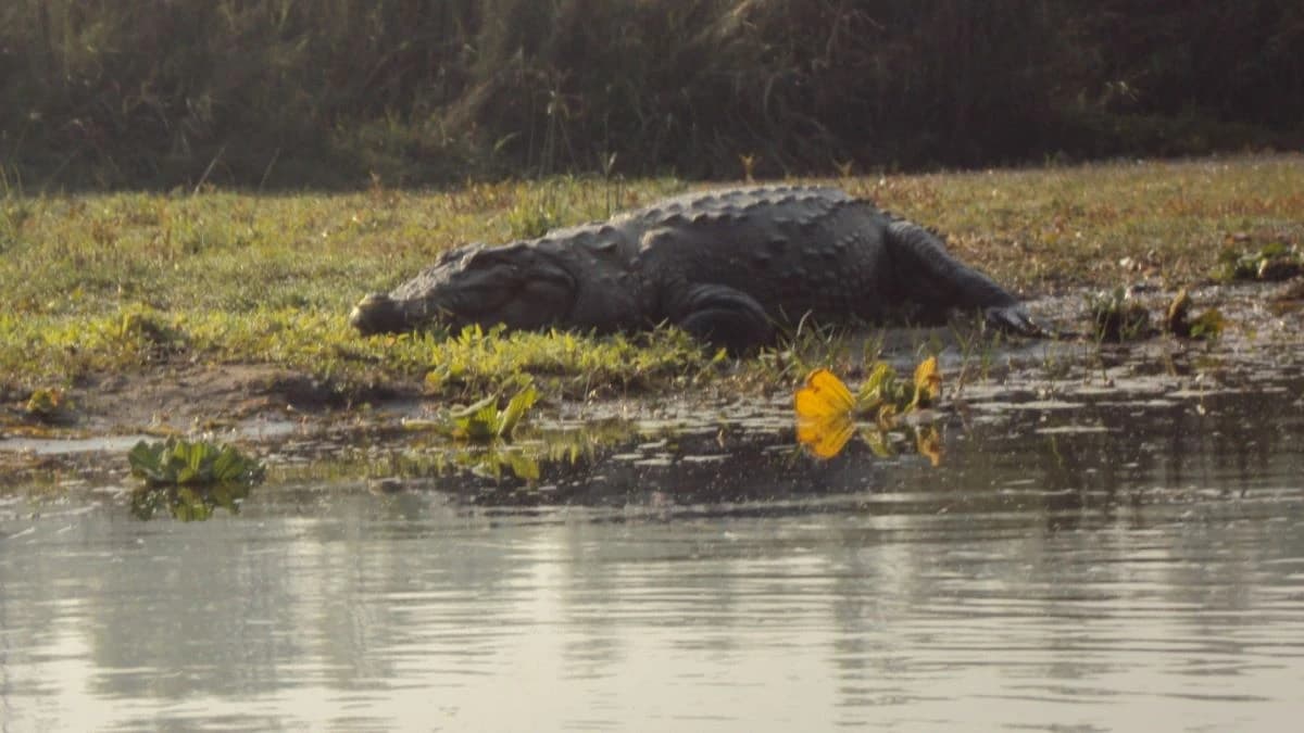 Chitwan Jungle Safari Tour Pacakge