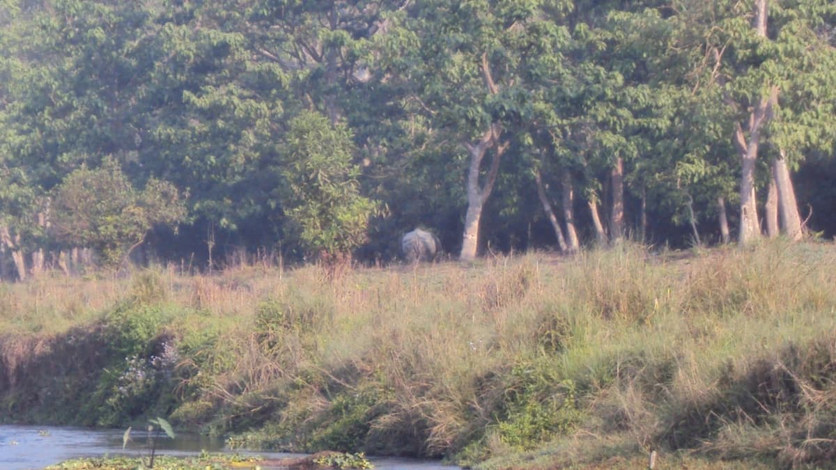 Chitwan Jungle Safari Tour