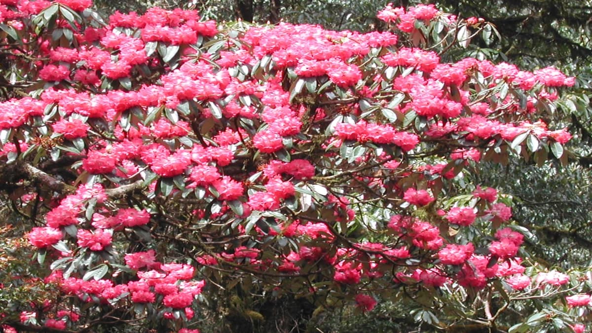 Kokhe Danda Trek