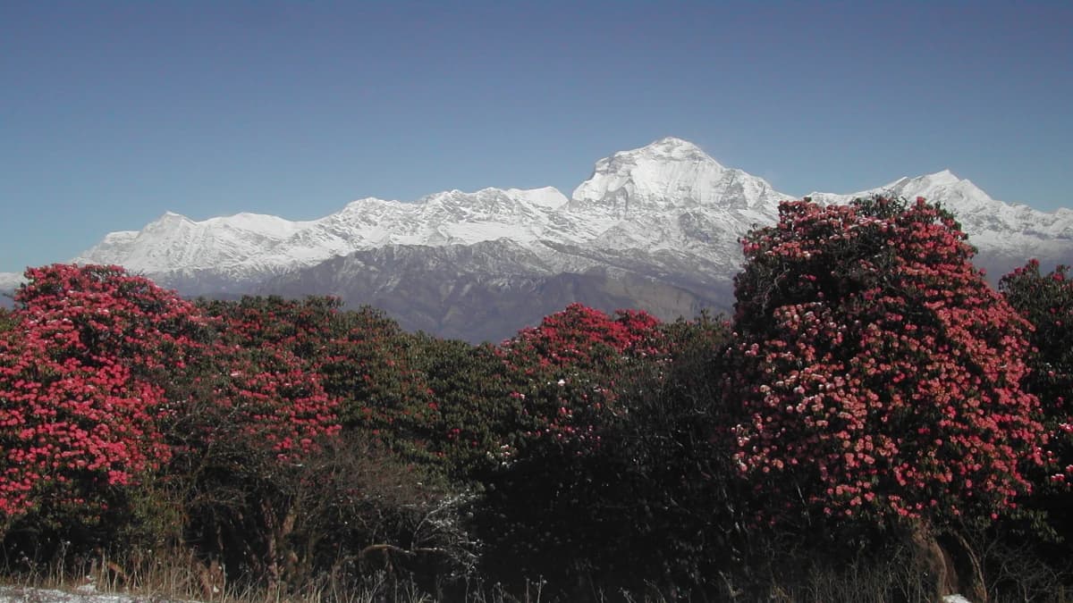 Kokhe Danda Trek