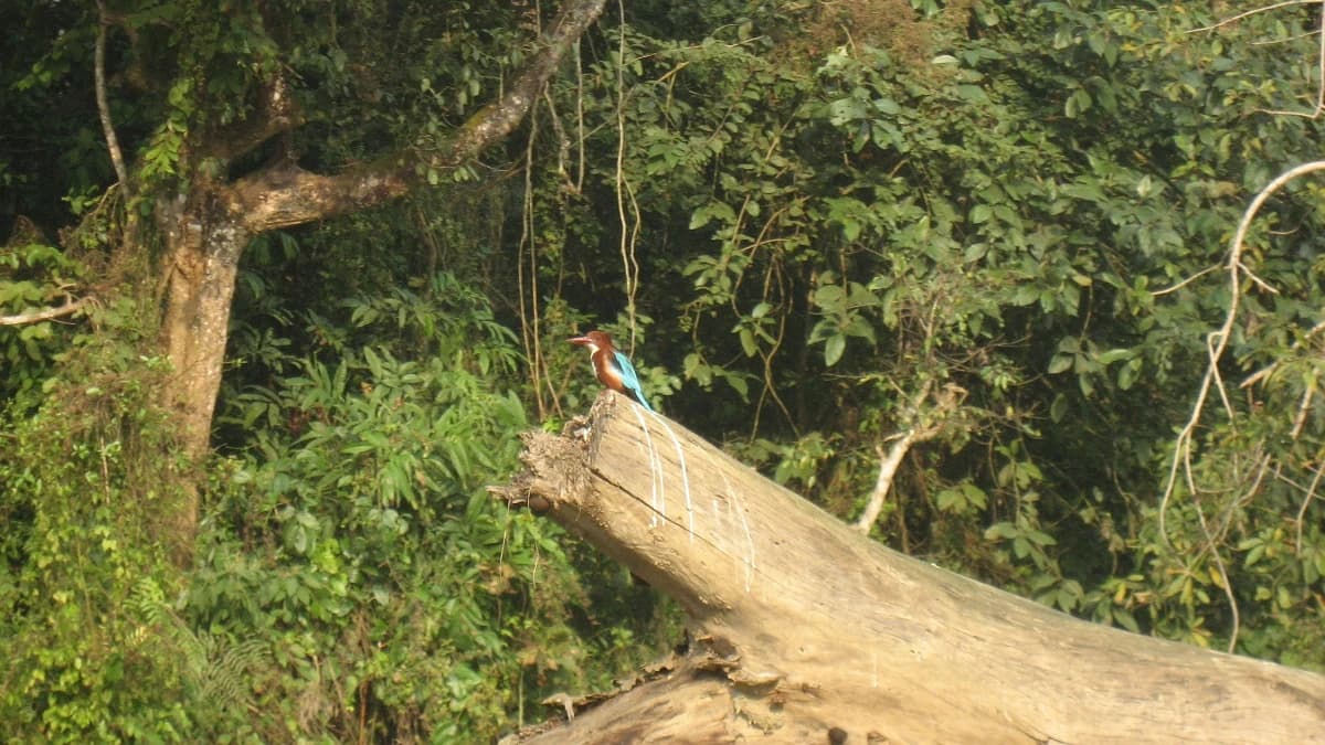 Koshi Tappu Bird Watching