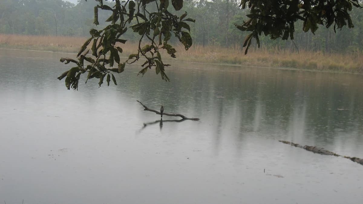 Nepal Bird Watching Tour