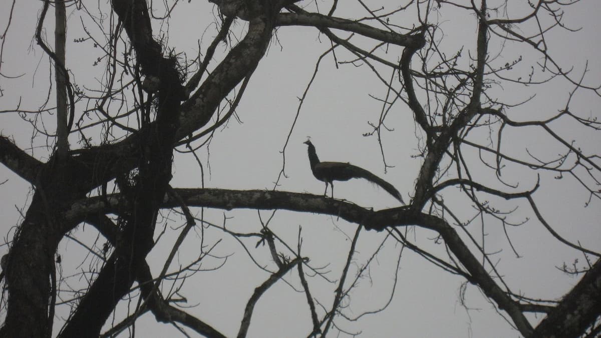 Koshi Tappu Wildlife Reserve