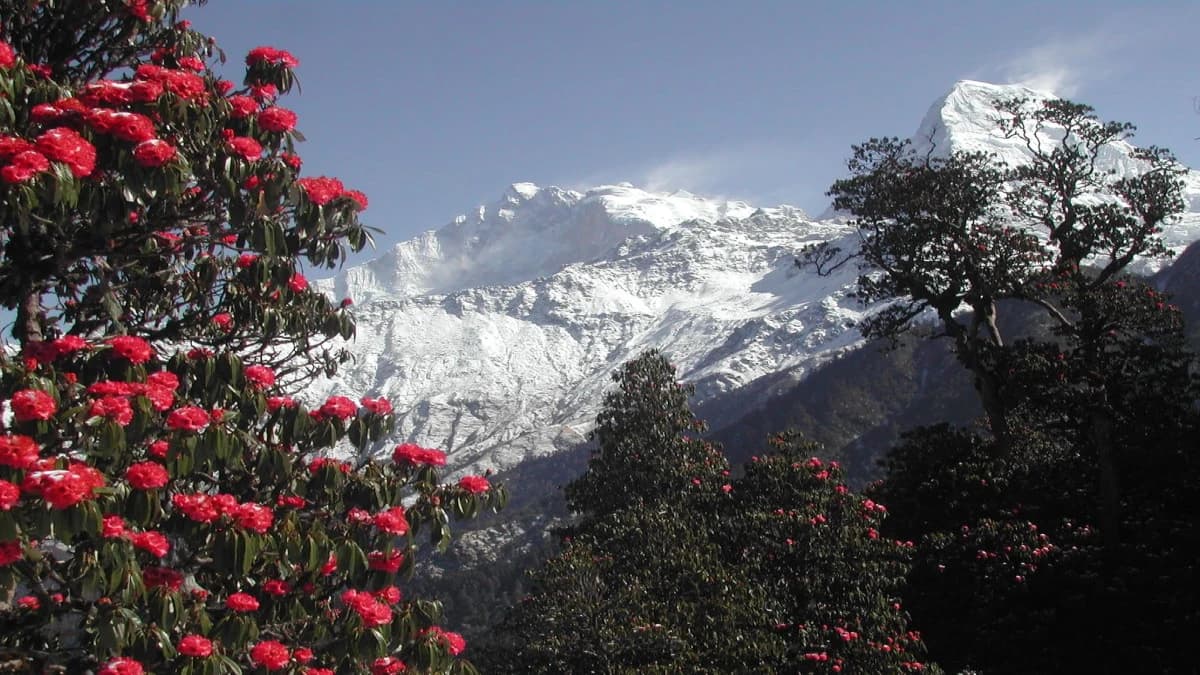 Mohare Danda 09days Trekking