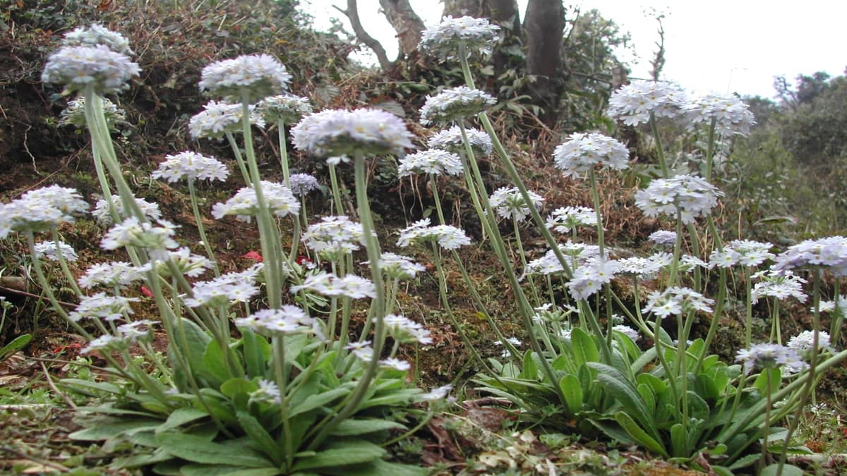 Mohare Danda Trek