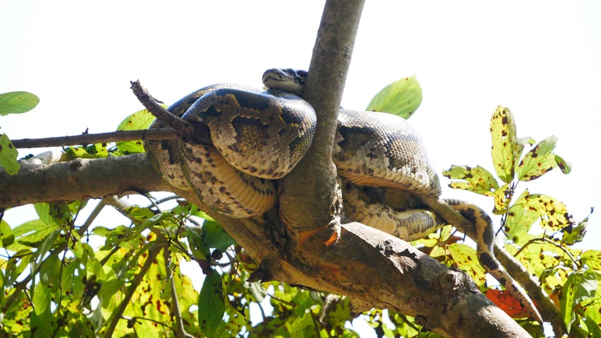 Bardia Jungle Safari Tour