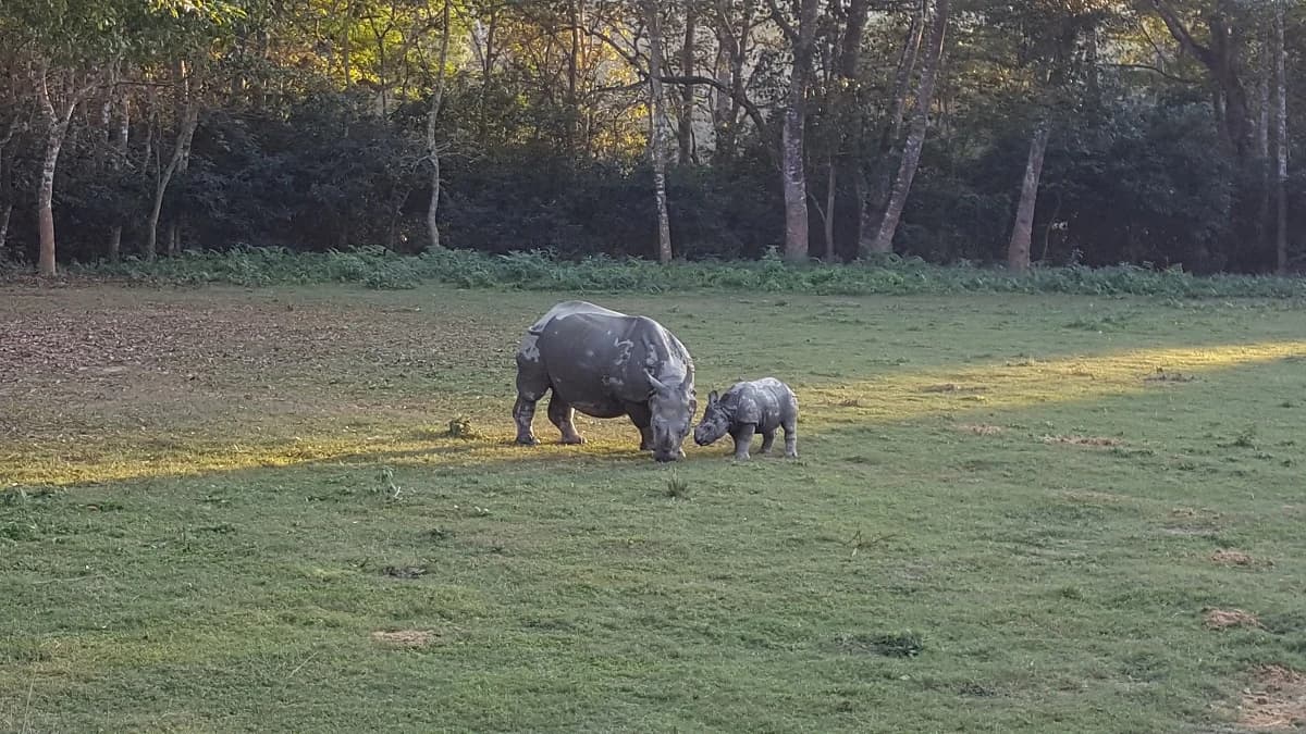 Chitwan Jungle Safari Package