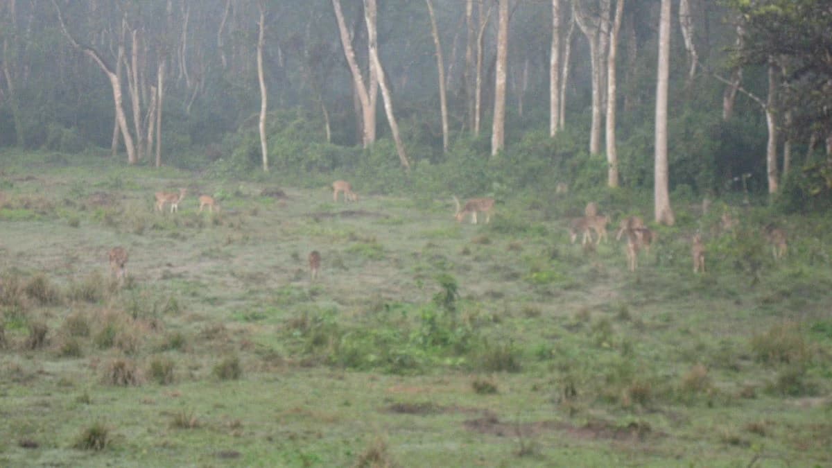 Suklaphanta Wildlife Reserve Tour