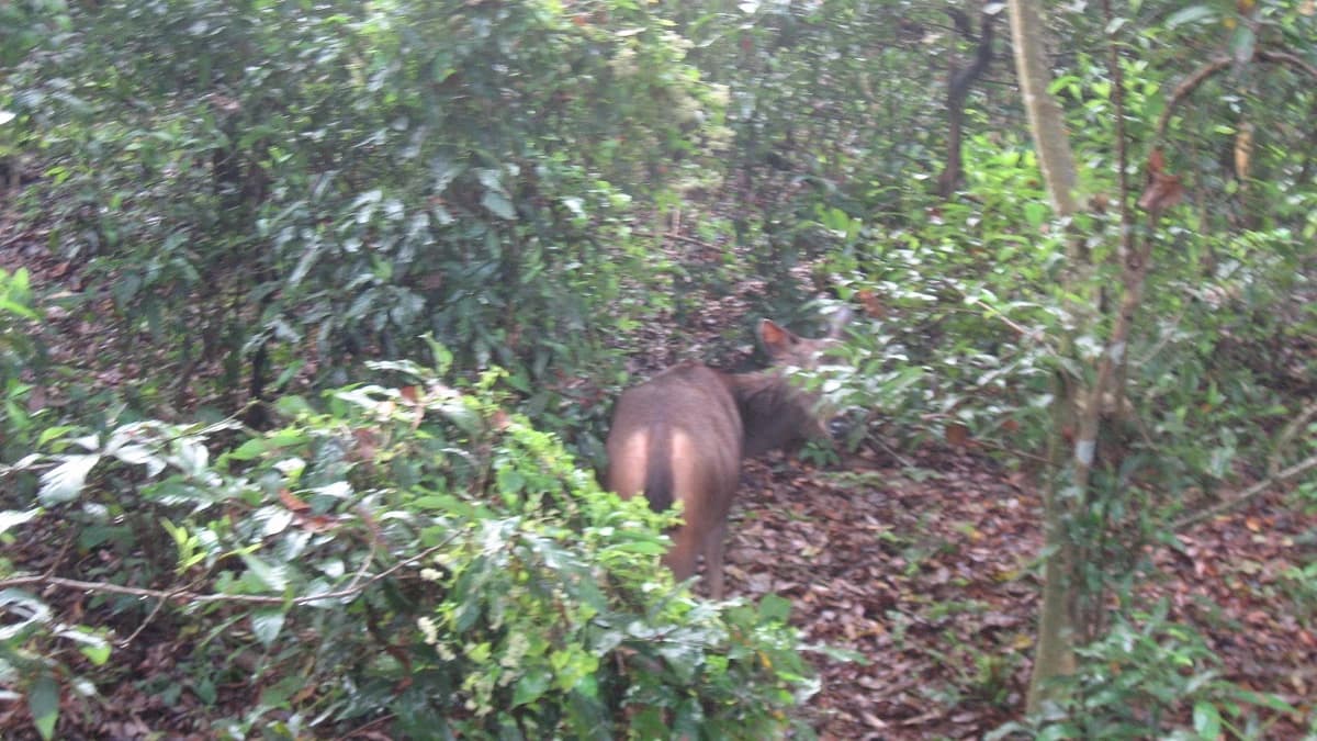 Suklaphanta Wildlife Reserve Tour