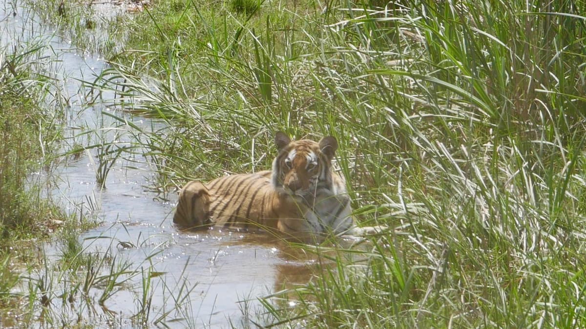 Bardia Safari 04 Nights 05 days