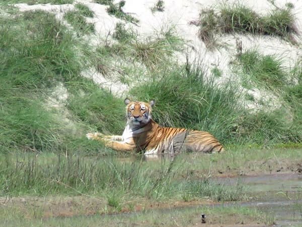 Suklaphanta Wildlife Reserve Tour