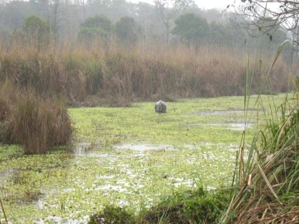 Chitwan Jungle Safari 1 night 2 days package