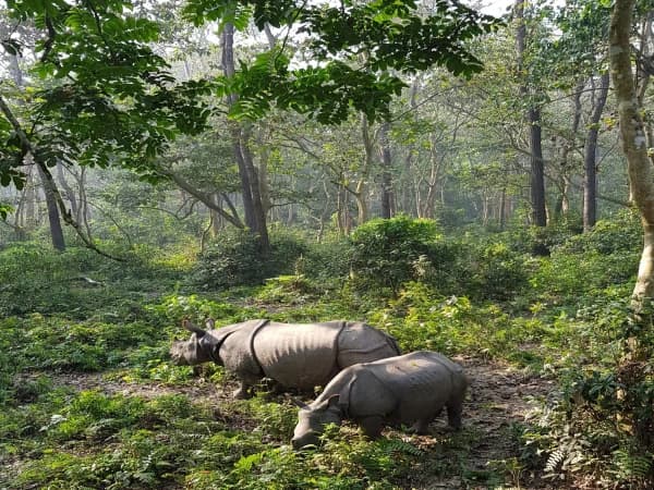 Honeymoon Safari Tour-5 nights 6 days