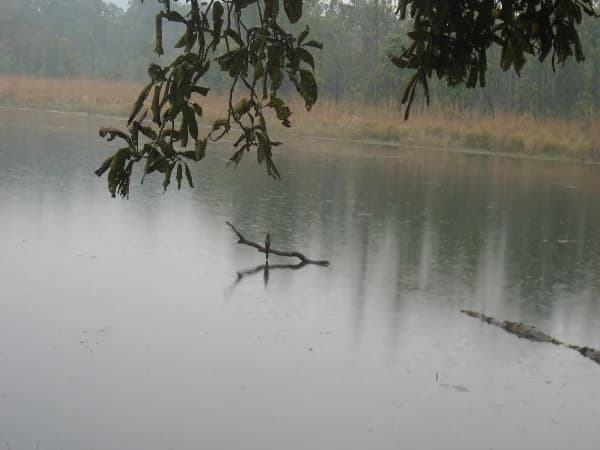 Koshi Tappu Wildlife Reserve Safari Tour