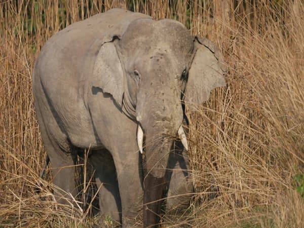 Bardia Safari 04 Nights 05 days